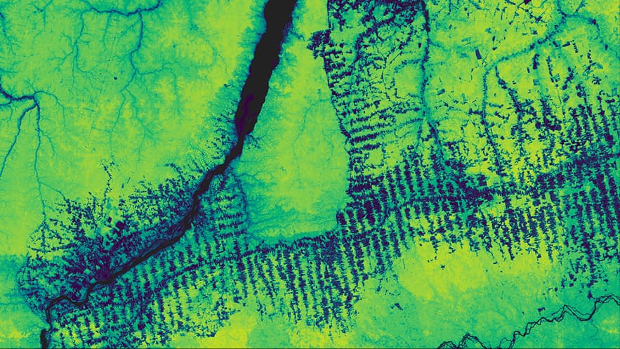 Forest Carbon Measurements