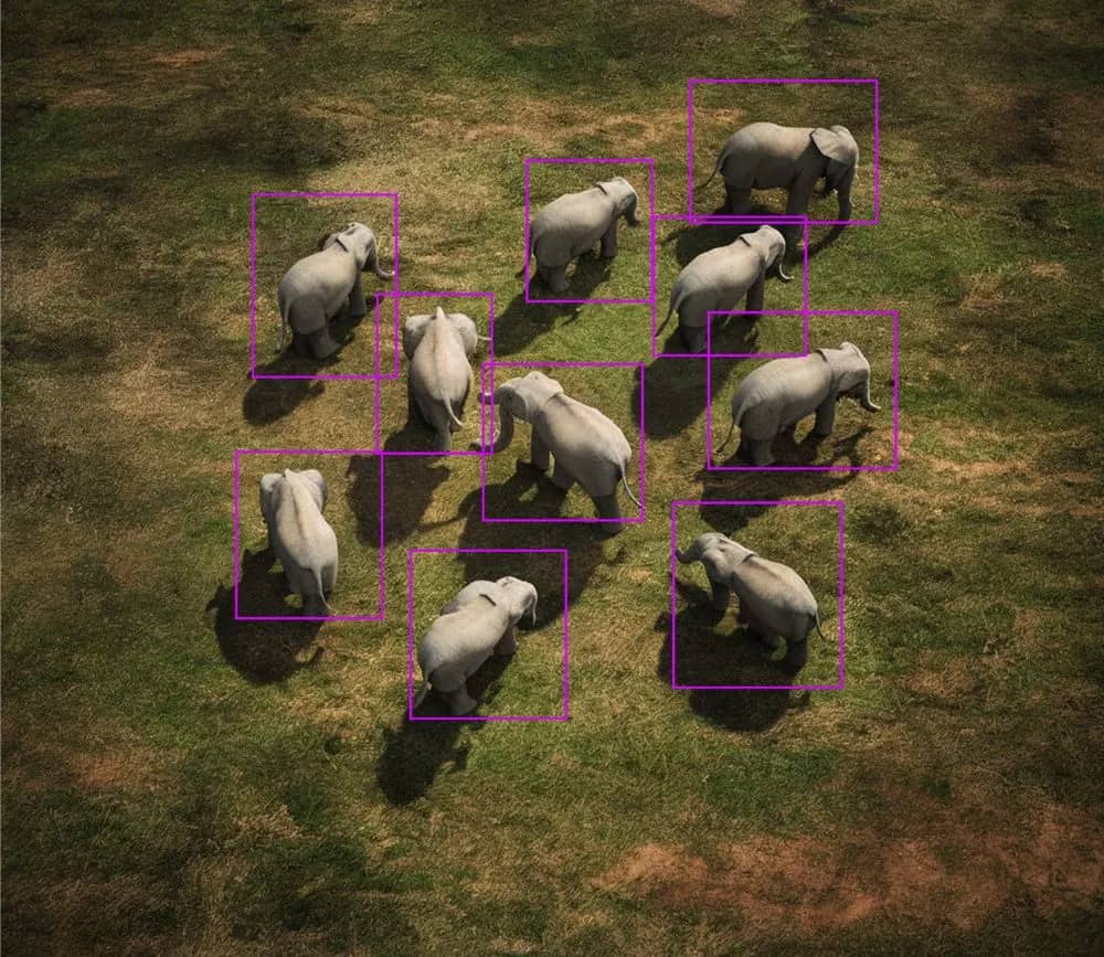 counting elephants