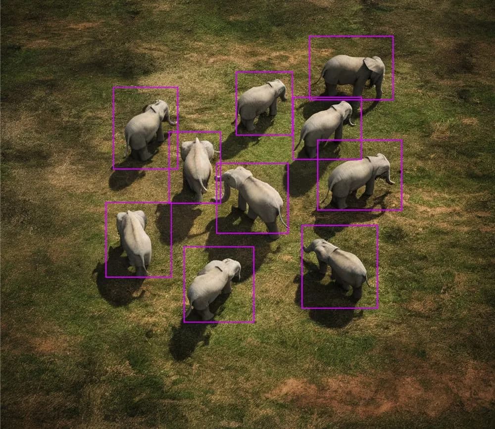 counting elephants